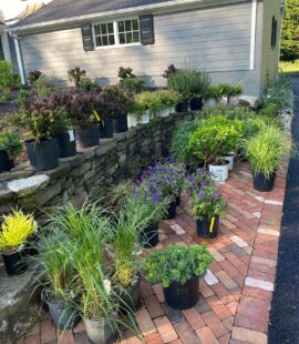 Tree planting and transplanting